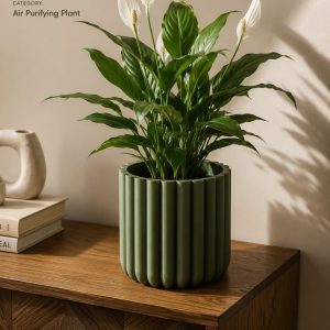 lily plant with planter