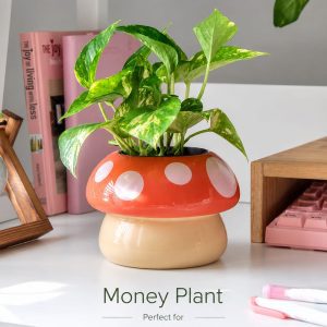 Mini Mushroom Planter with Money Plant