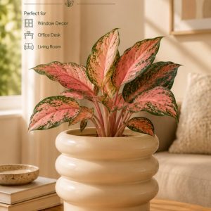 Donut Shape Ceramic Planter with Aglaonema Pink Plant