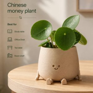 money plant