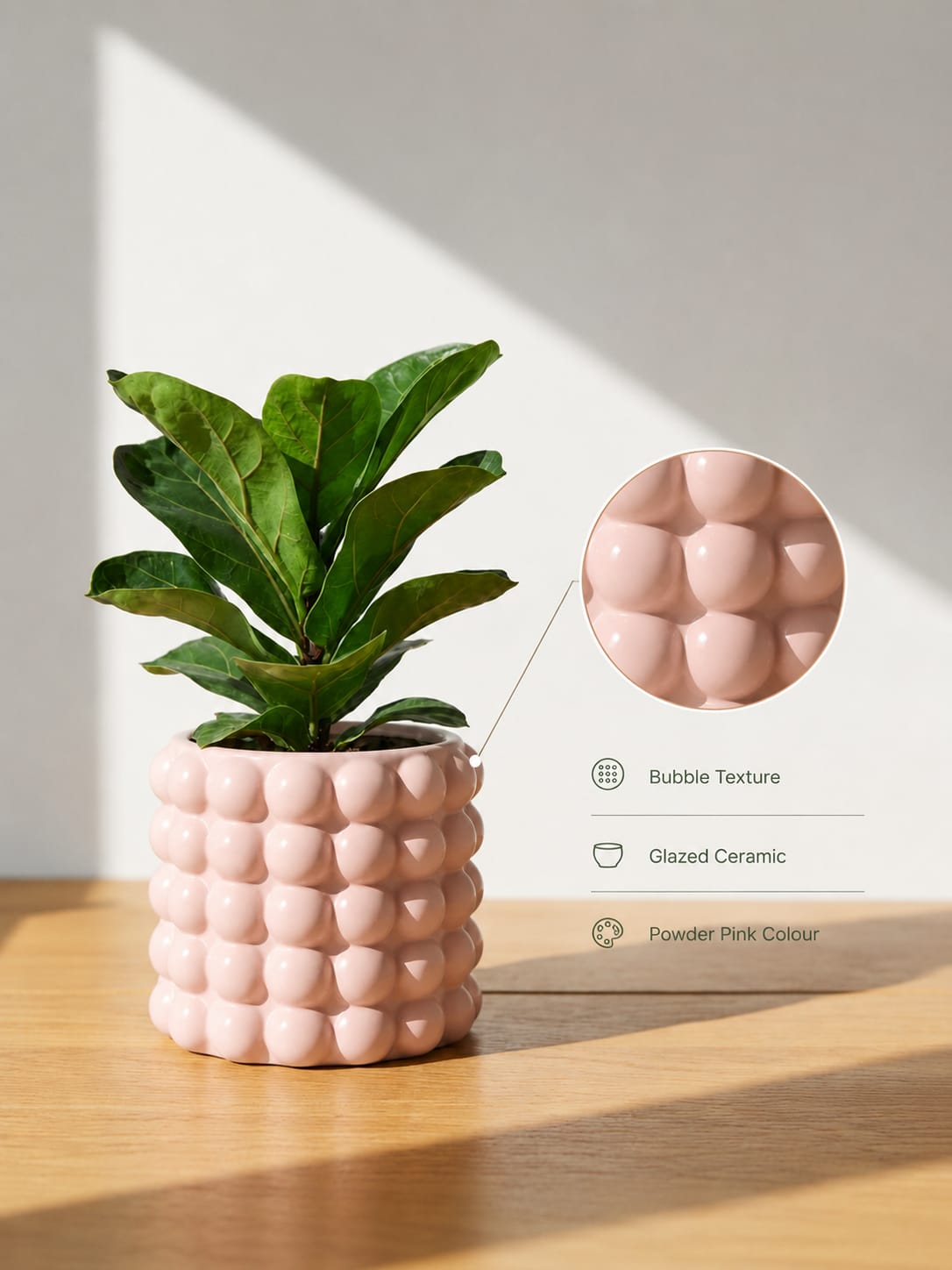 Bubble Ceramic Planter with Rubber Plant - Image 2