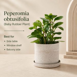 planter