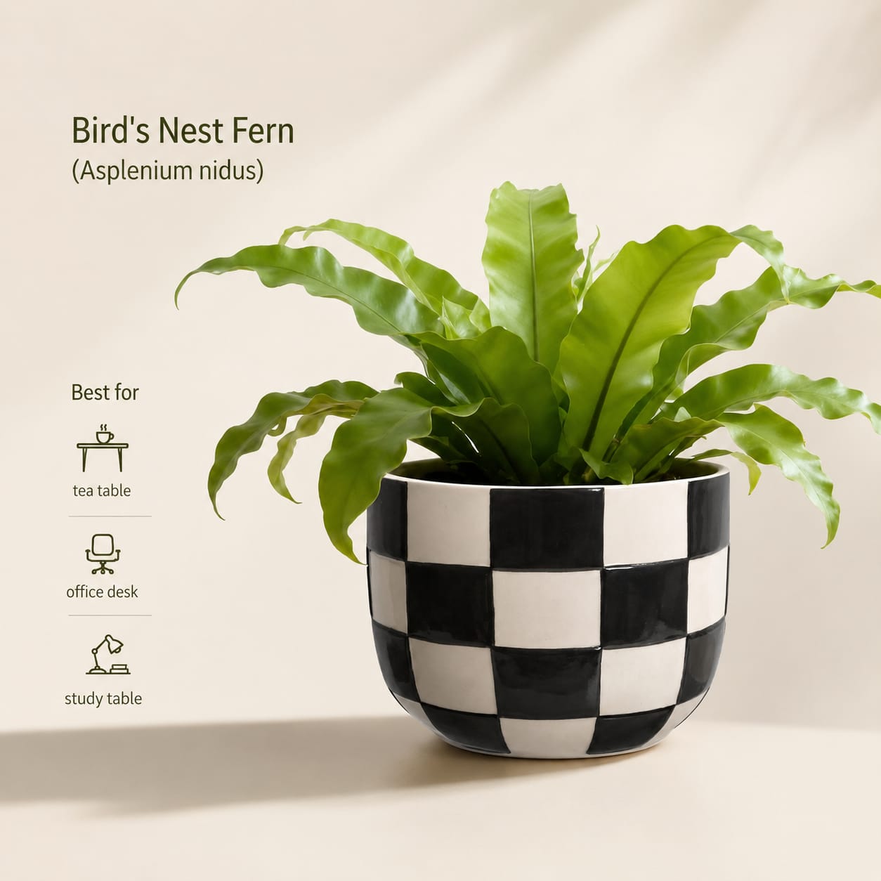 planter