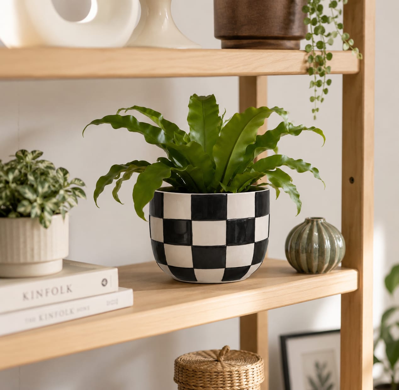Checkered Ceramic Planter with Bird's Nest Fern - Image 3