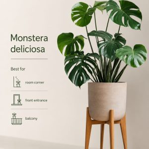 monstera planter