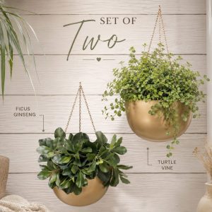 Set of 2 Gold Metal Hanging Planters with Live Indoor Plants | Ficus Ginseng & Turtle Vine