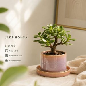 Live Jade Bonsai Plant in Premium Ceramic Pot with Drainage Tray