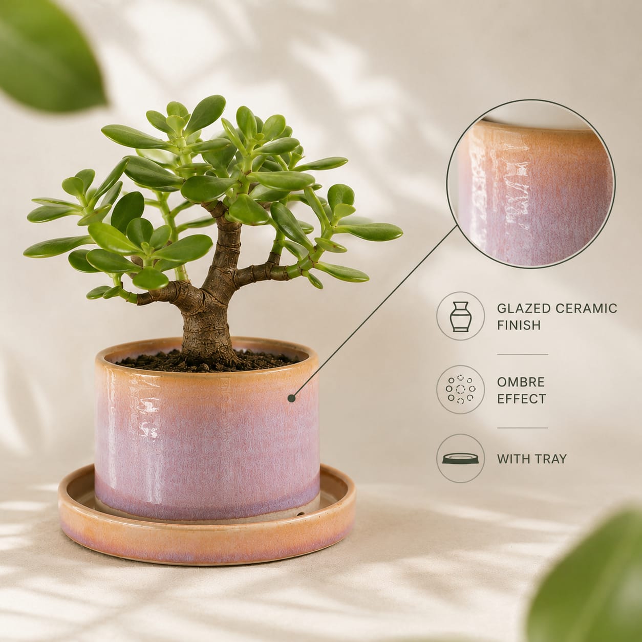Live Jade Bonsai Plant in Premium Ceramic Pot with Drainage Tray - Image 2