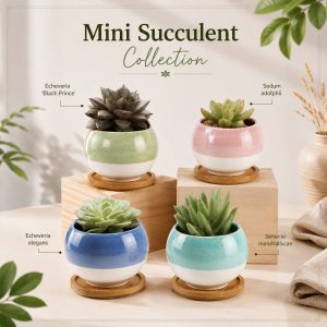 Mini Succulent Collection – Ceramic Pot Set with Live Plants (Set of 4)